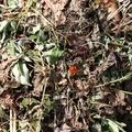 Debris Compost 001