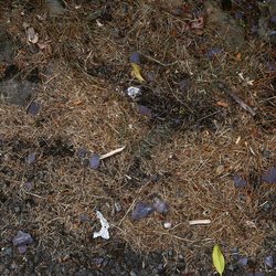 Debris Conifers