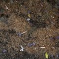 Debris Conifers 001