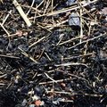Debris Seaside 001
