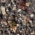 Debris Seaside 002