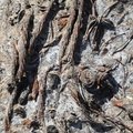 Debris Seaside 003