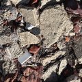Debris Seaside 008