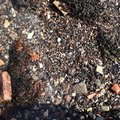 Debris Seaside 012