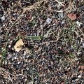 Debris Seaside 017
