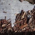 Debris Tree Bark 003