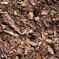 Debris Tree Bark 001