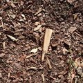 Debris Tree Bark 002
