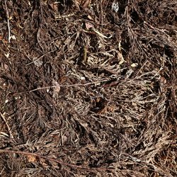 Debris Wood Chips
