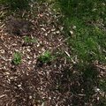 Debris Wood Chips 005