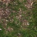 Debris Wood Chips 001