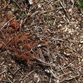 Debris Wood Chips 003