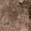 Soil Stoned 002