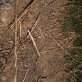 Soil Stoned 004