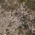 Soil Stoned 005