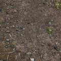 Soil Stoned 007