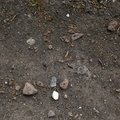 Soil Stoned 009