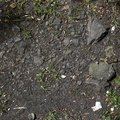 Soil Stoned 010