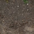 Soil Stoned 011