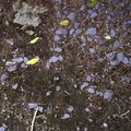Soil Stoned 013
