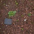 Soil Stoned 015