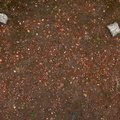 Soil Stoned 017