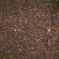 Soil Stoned 018
