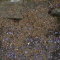Soil Stoned 020