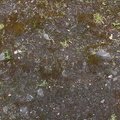 Soil Stoned 021