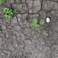 Soil Cracked