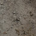 Soil Cracked 009