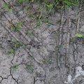 Soil Cracked 002
