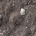 Sea Pebble 006