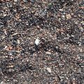 Sea Pebble 007
