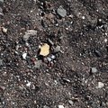 Sea Pebble 008