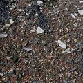 Sea Pebble 020