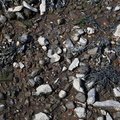 Sea Pebble 021