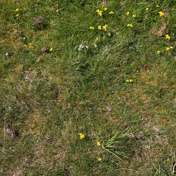 Nature Grass Flowers