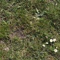 Nature Grass Flowers 014