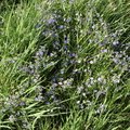 Nature Grass Flowers 002