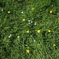 Nature Grass Flowers 003
