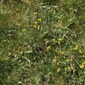 Nature Grass Flowers 005