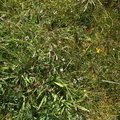 Nature Grass Flowers 006