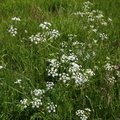 Nature Grass Flowers 007