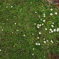 Nature Grass Flowers 008