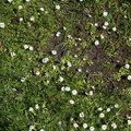 Nature Grass Flowers 009