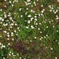 Nature Grass Flowers 010