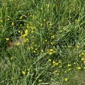 Nature Grass Flowers 011