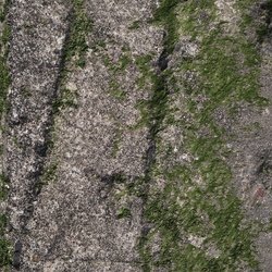 Nature Lichen