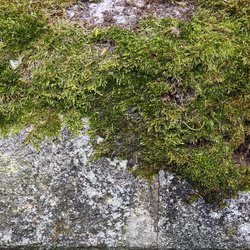Nature Moss